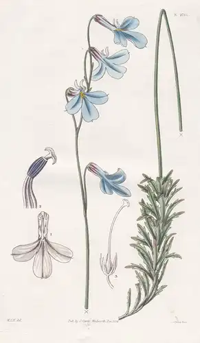 Lobelia Caerulea. Blue-flowered Lobelia. Tab. 2701 - Lobelien Lobelie / South Africa Südafrika / Pflanze Pflan