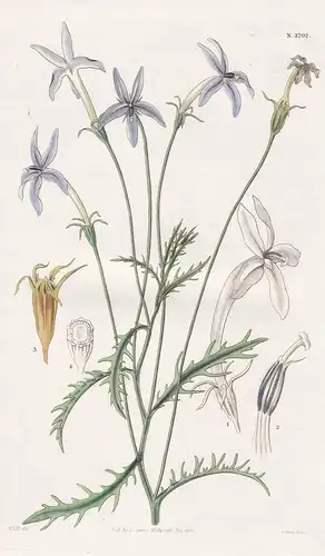 Lobelia Senecioides. Blue pendunculated Lobelia. Tab. 2702 - Lobelien Lobelie / Australia Australien / Pflanze