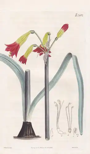 Phycella ignea, var. Glauca. Fiery phycella, glaucous-leaved variety. Tab. 2687 - Eustephia Amaryllis / Peru C