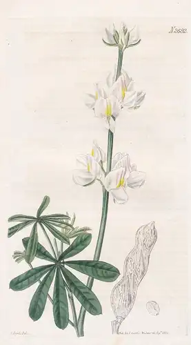 Lupinus mutabilis. Changeable-flowered lupin. Tab. 2682 - Anden-Lupine tarwi Lupinen chocho altramuz / Columbi