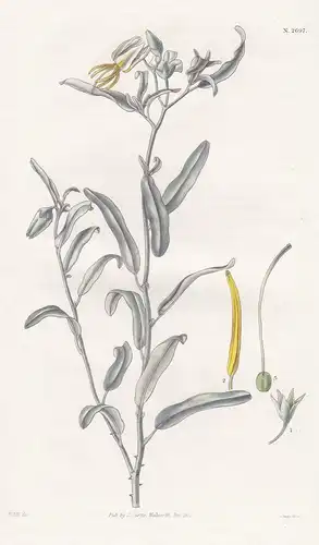 Solanum saponaceum. Soap-berried Solanum. Tab. 2697 - Nachtschatten nightshade / Chile / Pflanze Pflanzen plan