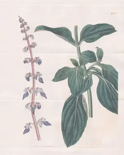 Plectranthus Forskohlaei. Froskohl's Plectranthus. Tab. 2036 - Saudi Arabia Saudi-Arabien / Pflanze Pflanzen p