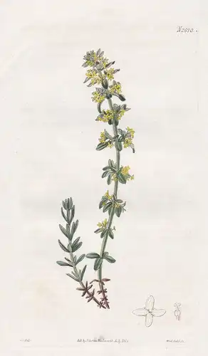 Valantia Taurica. Fragant Valantia. Tab. 2670 - Schuttkräuter Schuttkraut / Crimea Krim / Pflanze Pflanzen pla