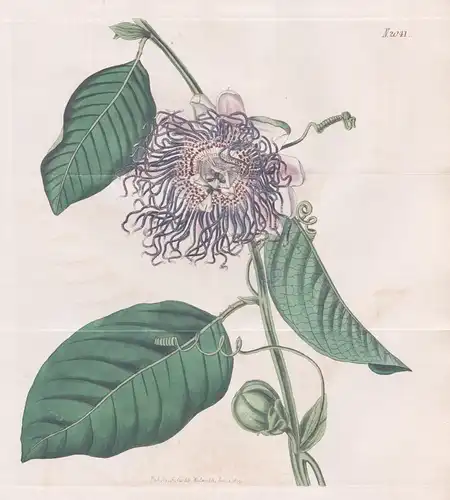 Passiflora quadrangularis. Square-stalked Passion-flower . Tab. 2050 - West Indies / Pflanze Pflanzen plant pl