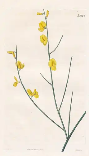 Spartium Aetnense. Three-seeded-broom. Tab. 2674 - Spartium Aetnensis Ätna-Ginster Mount Etna broom / Sicily S