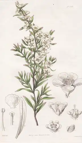 Leptospermum flavescens. Yellowish south-sea myrtle. Tab. 2695 - Myrten myrtle Tanton tantoon iellybush gelber