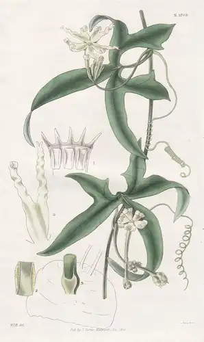 Trichosanthes Tuberosa. Tuberous-rooted Trichosanthes. Tab. 2703 - West Indies / Pflanze Pflanzen plant plants
