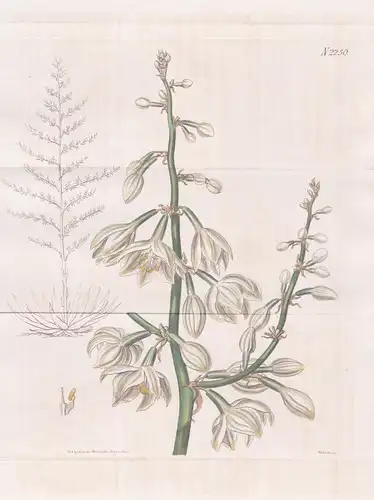 Furcraea gigantea. Gigantic Furcroea. Tab. 2250 - South America Südamerika / Pflanze Pflanzen plant plants / f