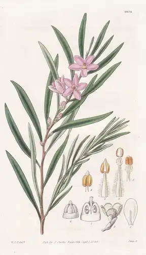 Eriostemon salicifolius. Willow-leaved Eriostemon. Tab. 2854 - Australia Australien / Pflanze Planzen plant pl