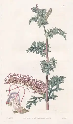 Grevillea acanthifolia. Acanthus-leaved Grevillea. Tab. 2807 - Australia Australien / Pflanze Pflanzen plant p