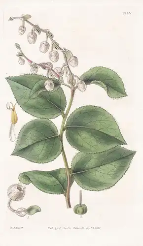 Gaultheria shallon. Shallon Gaultheria. Tab. 2843 - Peru / Pflanze Pflanzen plant plants / flower flowers Blum