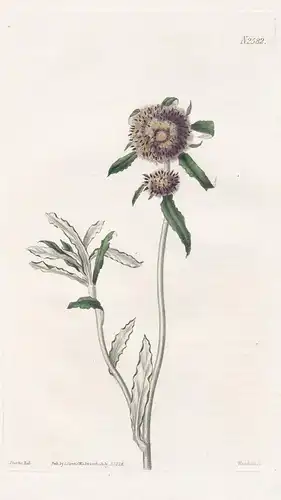 Gnaphalium involucratum. Globe-headed, New Zealand cudweed. 2582 - New Zealand / Pflanze Planzen plant plants