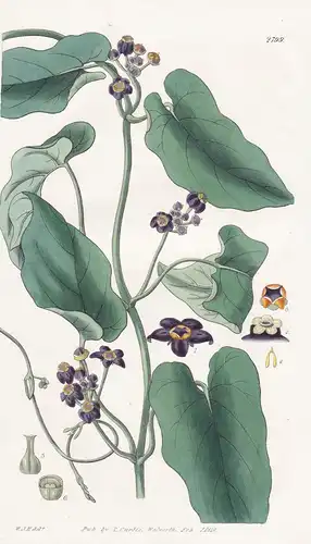 Gonolobus niger. Black-flowered gonolobus. Tab. 2799 - Mexico Mexiko / Pflanze Pflanzen plant plants / flower