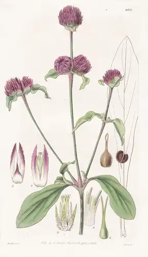 Gomphrena globosa. Annual globe Amaranth. Tab. 2815 - East Indies / Pflanze Pflanzen plant plants / flower flo