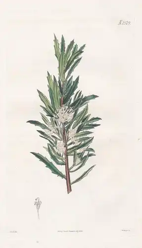 Hakea florida. Many-flowered hakea. 2579 - Australia / Pflanze Planzen plant plants / flower flowers Blume Blu