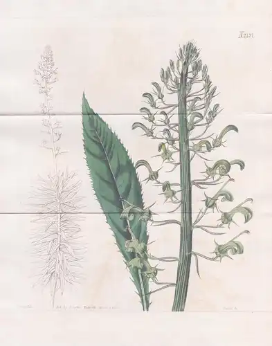 Lobelia Racemosa. Green-flowered Lobelia. Tab. 2137 - Lobelie / West Indies / Pflanze Pflanzen plant plants /