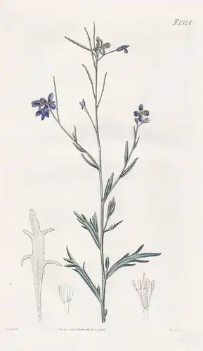 Heliophila stricta. Upright heliophila. Tab. 2526 - South Africa Südafrika / Pflanze Planzen plant plants / fl