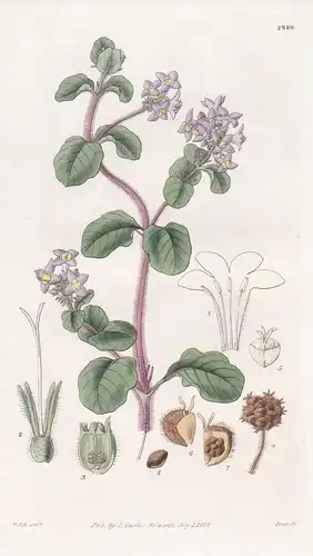 Hedyotis campanuliflora. Bell-flowered Hedyotis. Tab. 2840 - Brazil Brasil Brasilien / Pflanze Pflanzen plant