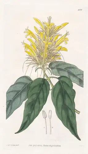 Justicia Calycotricha. Yellow-flowered Justicia. Tab. 2816 - Brazil Brasil Brasilien / Pflanze Pflanzen plant