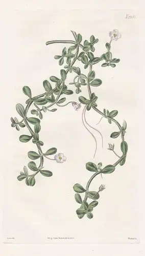 Herpestis monnieria. Portulacacea. Purslane-leaved herpestis. Tab. 2557 - Cuba Kuba / Pflanze Planzen plant pl