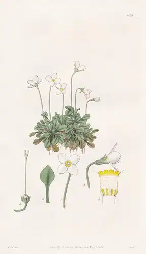 Houstonia serpyllifolia. Thyme-leaved Houstonia. Tab. 2822 - North America Nordamerika / Pflanze Pflanzen plan