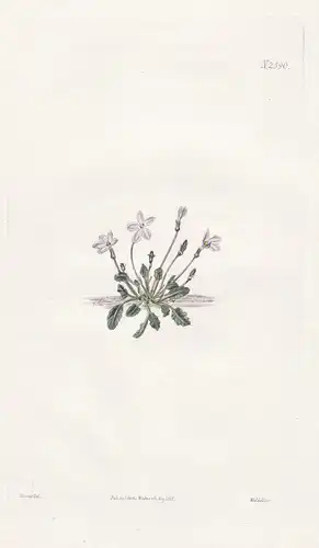 Lobelia minuta. Small lobelia. 2590 - South Africa / Pflanze Planzen plant plants / flower flowers Blume Blume