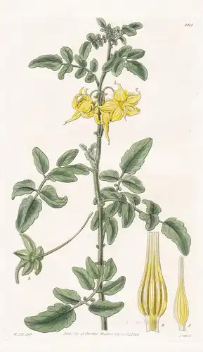 Lycopersicum peruvianum. Large-flowered Tomato. Tab. 2814 - Peru / Pflanze Pflanzen plant plants / flower flow
