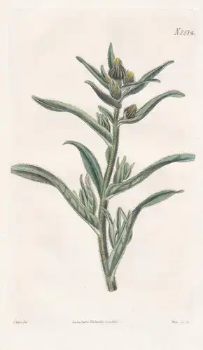 Madia viscosa. Clammy madia. 2574 - Chile / Pflanze Planzen plant plants / flower flowers Blume Blumen / botan