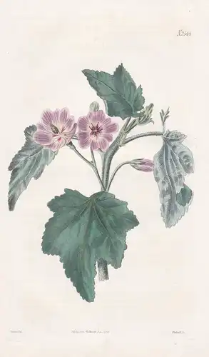 Malva abutiloides. Bahama mallow. Tab. 2544 - Bahamas / Pflanze Planzen plant plants / flower flowers Blume Bl