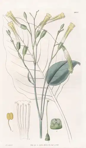 Nicotiana Glauca. Glaucous-leaved tobacco. Tab. 2837 - Tabak / Argentina Argentinien / Pflanze Pflanzen plant