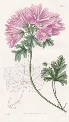 Malva morenii. Broad-lobed vervain mallow. Tab. 2793 - Pflanze Pflanzen plant plants / flower flowers Blume Bl