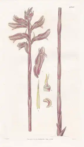Neottia aphylla. Leafless Neottia. Tab. 2797 - Pflanze Pflanzen plant plants / flower flowers Blume Blumen / b