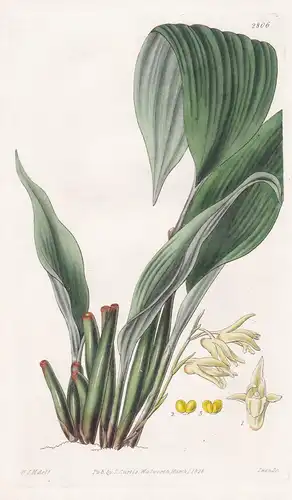 Maxillaria pallidiflora. Pale-flowered Maxillaria. Tab. 2806 - Pflanze Pflanzen plant plants / flower flowers