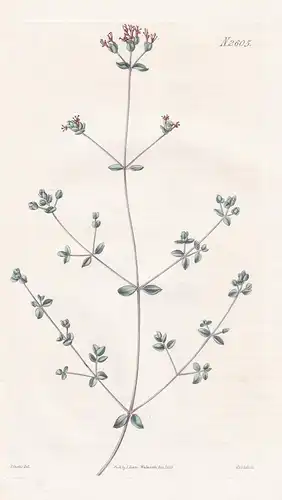 Origanum maru. Lavender-scented marjoram. 2605 - Greece Griechenland / Pflanze Planzen plant plants / flower f