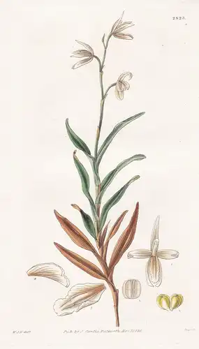 Octomeria serratifolia. Serrated-leaved Octomeria. Tab. 2823 - Orchidee orchid orchids Orchideen / Nepal / Pfl