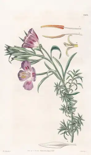 Oenothera Lindleyii. Large-flowered four-spotted Oenothera. Tab. 2832 - North America Nordamerika / Pflanze Pf