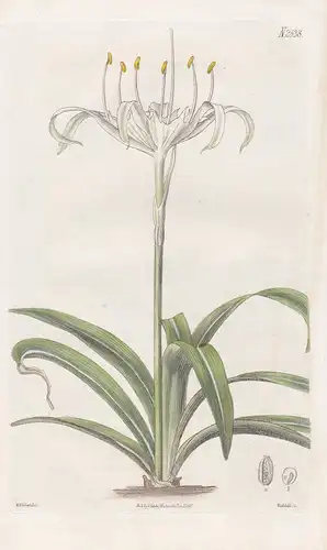 Pancratium zeylanicum. One-flowered pancratium, or sea-daffodil. Tab. 2538 - Sri Lanka / Pflanze Planzen plant