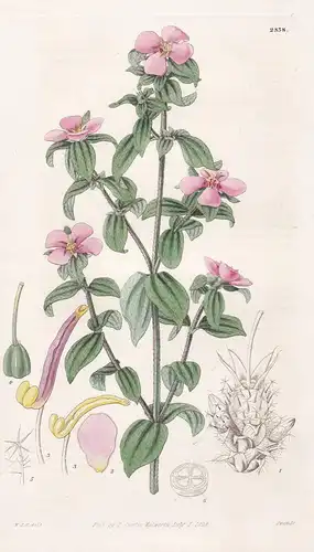 Osbeckia Glomerata. Cluster-flowered Osbeckia. Tab. 2838 - Trinidad / Pflanze Pflanzen plant plants / flower f