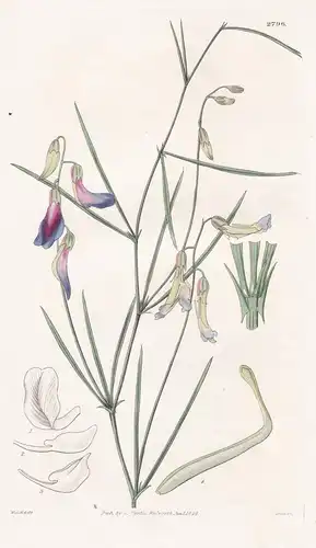 Orobus sessilifolius. sessile-leaved bitter-vetch. Tab. 2796 - Krim Crimea / Pflanze Pflanzen plant plants / f