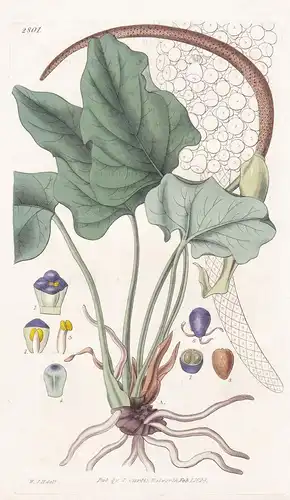 Pothos macrophylla. Large-leaved Pothos. Tab. 2801 - Pflanze Pflanzen plant plants / flower flowers Blume Blum