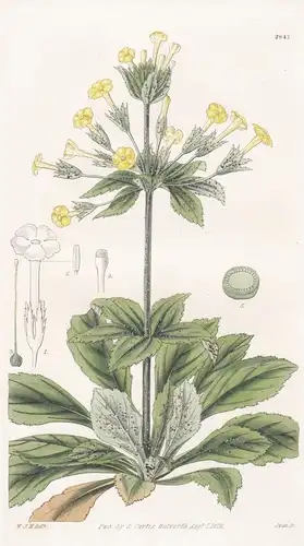 Primula verticillata. Whorled-flowered Primrose. Tab. 2842 - Primel / Saudi Arabia Saudi-Arabien / Pflanze Pfl