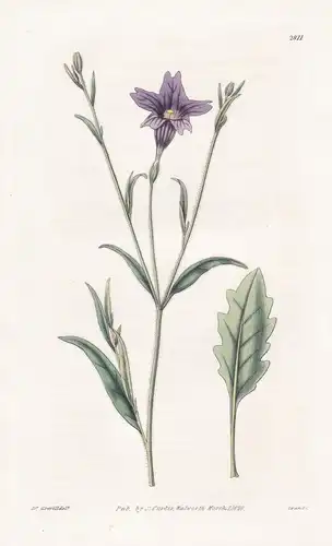Salpiglossis atro-purpurea. Deep purple-flowered Salpiglossis. Tab. 2811 - Pflanze Pflanzen plant plants / flo