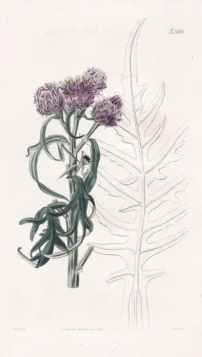 Serratula pulchella. Purple-scaled saw-wort. 2589 - Pflanze Planzen plant plants / flower flowers Blume Blumen