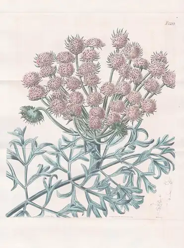 Seseli gummiferum. Gummy Meadow-saxifrage. Tab. 2259 - Crimea Krim / Pflanze Pflanzen plant plants / flower fl