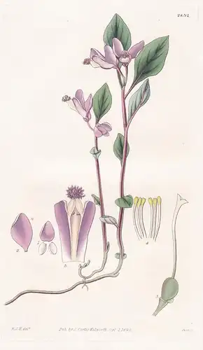 Polygala Paucifolia. Few-leaved milk-wort. Tab. 2852 -  Canada Kanada / Pflanze Planzen plant plants / flower