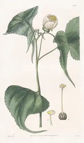 Sida Globiflora. Globe-flowered Sida. Tab. 2821 - Mauritius / Pflanze Pflanzen plant plants / flower flowers B