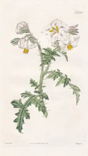 Solanum Balbisii. Balbis's nightshade. 2568 - South America / Pflanze Planzen plant plants / flower flowers Bl