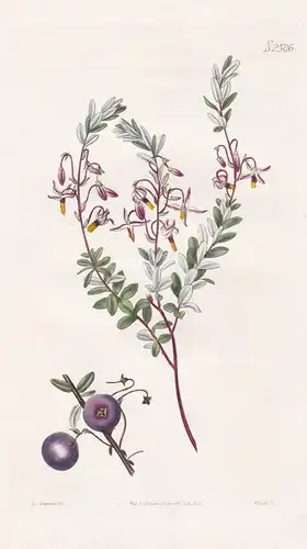 Vaccinium macrocarpon. American cranberry. 2586 - North America / Pflanze Planzen plant plants / flower flower