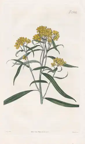 Solidago lanceolata. Tarragon-leaved golden-rod. Tab. 2546 - North America / Pflanze Planzen plant plants / fl
