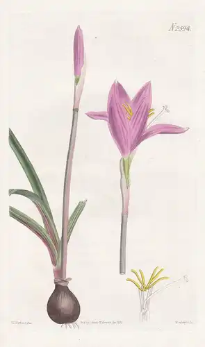 Zephyranthes carinata. Keeled-leaved zephyranthes. 2594 - Mexico Mexiko / Pflanze Planzen plant plants / flowe